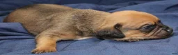Puggle dogs for sale: Chewy - Ad 14
