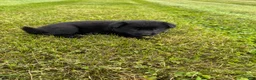 German Shepherd dogs for sale: All black female with white chest  - Ad 3