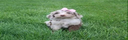 Mini Aussiedoodle dogs for sale: Colette - Ad 4