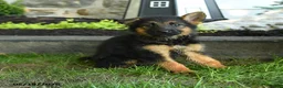 German Shepherd dogs for sale: Bernice - Ad 2