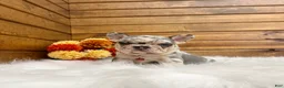 French Bulldog dogs for sale: Zeland - Ad 3