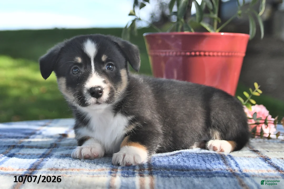 Welsh Corgi Pembroke dogs for sale: Clove  - Ad 2