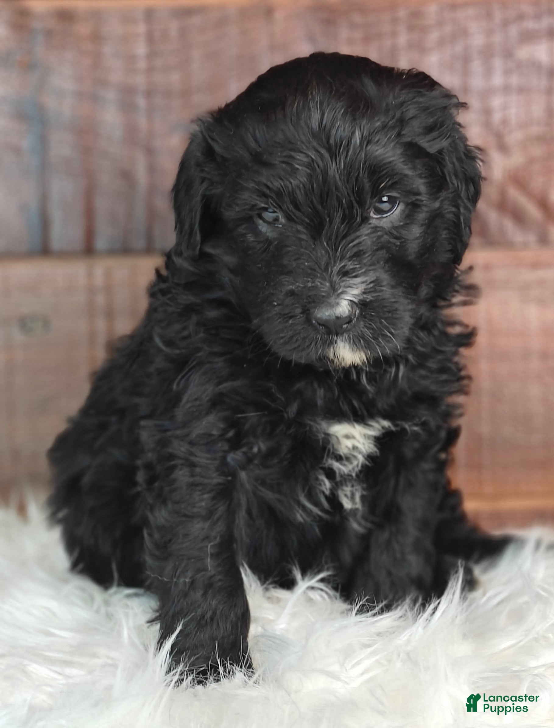 Bernedoodle dogs Smokey  - Ad 1