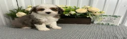 Aussiedoodle dogs for sale: Mr shadow  - Ad 1