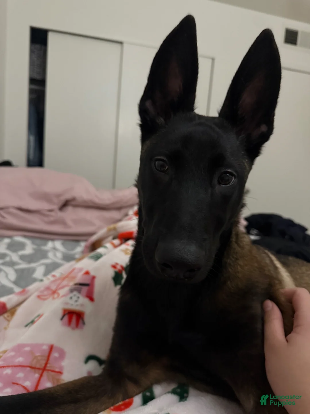 Belgian Malinois dogs for sale: Ace - Ad 2