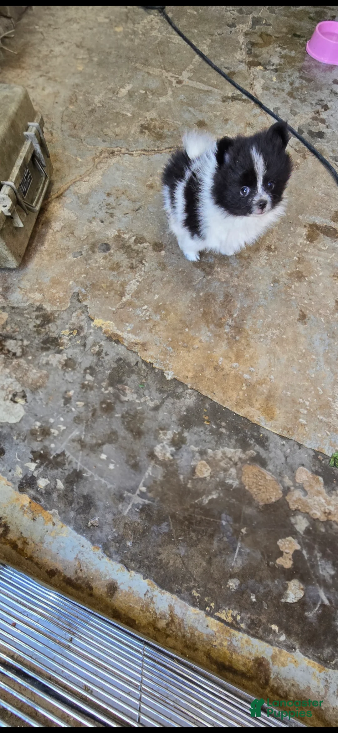 Pomeranian dogs for sale: Pomeranian Puppy 1 - Ad 1