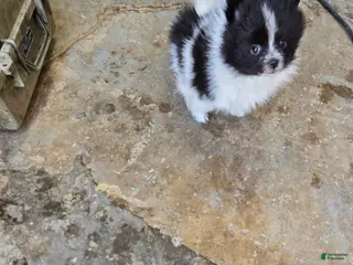 Pomeranian dogs Pomeranian Puppy 1 - Ad 3
