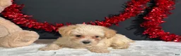 Morkie dogs for sale: Ashley - Ad 4