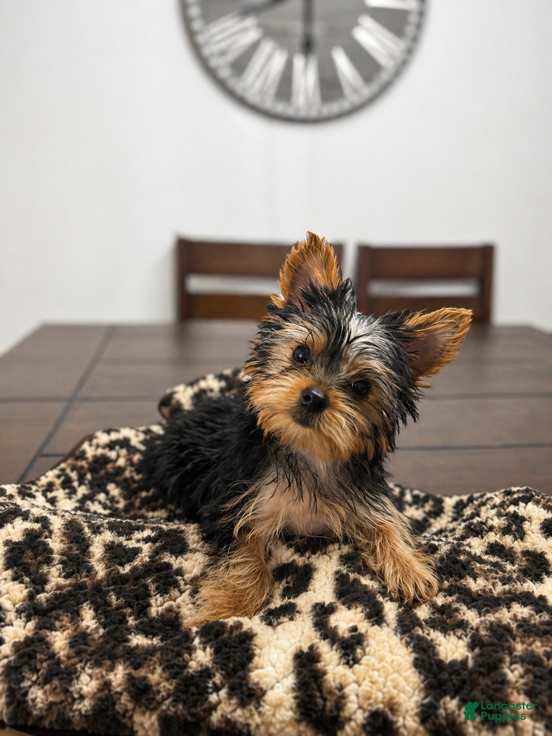 Yorkshire Terrier dogs Winnie - Ad 1
