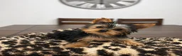 Yorkshire Terrier dogs for sale: Winnie - Ad 1
