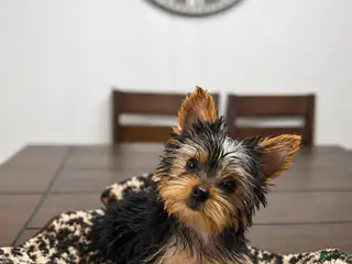 Yorkshire Terrier dogs for sale: Winnie - Ad 1