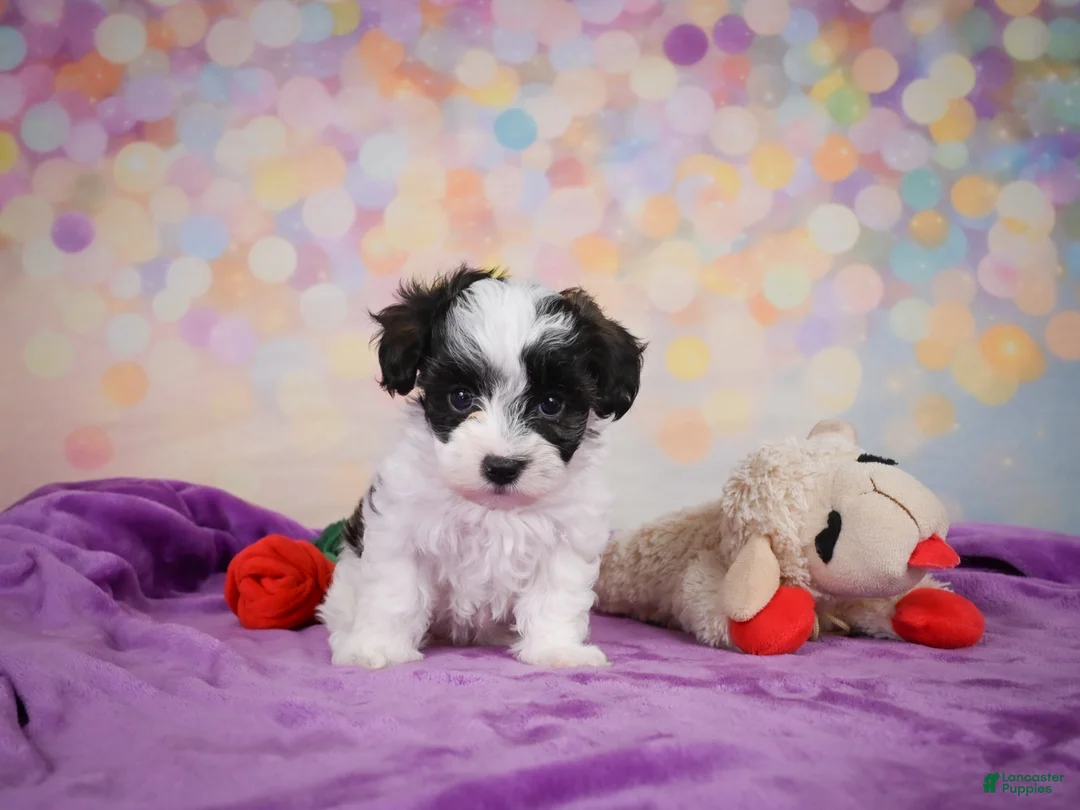 Maltipoo dogs for sale: Trixie - Ad 12