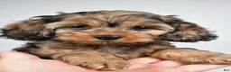 Cockapoo dogs for sale: Hank - Ad 4