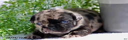 French Bulldog dogs for sale: Dawson - Ad 3