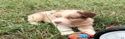 Australian Shepherd dogs for sale: Tyler - Ad 11