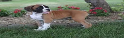 Boxer dogs for sale: Carter - Ad 3