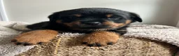 Rottweiler dogs for sale: Daisy - Ad 3