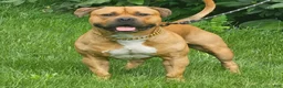 American Bully dogs for sale: Nala - Ad 4