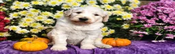 Goldendoodle dogs for sale: Wilkos - Ad 4