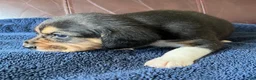 Beagle dogs for sale: Beagle 2 - Ad 2