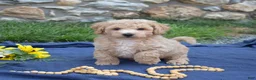 Bichpoo dogs for sale: Cricket - Ad 4