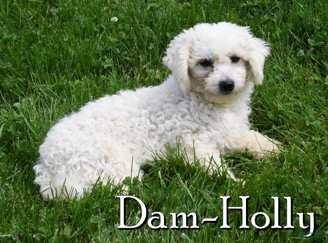 Bichpoo dogs for sale: Doogie - Ad 11