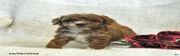 Cockapoo dogs for sale: Candy - Ad 1