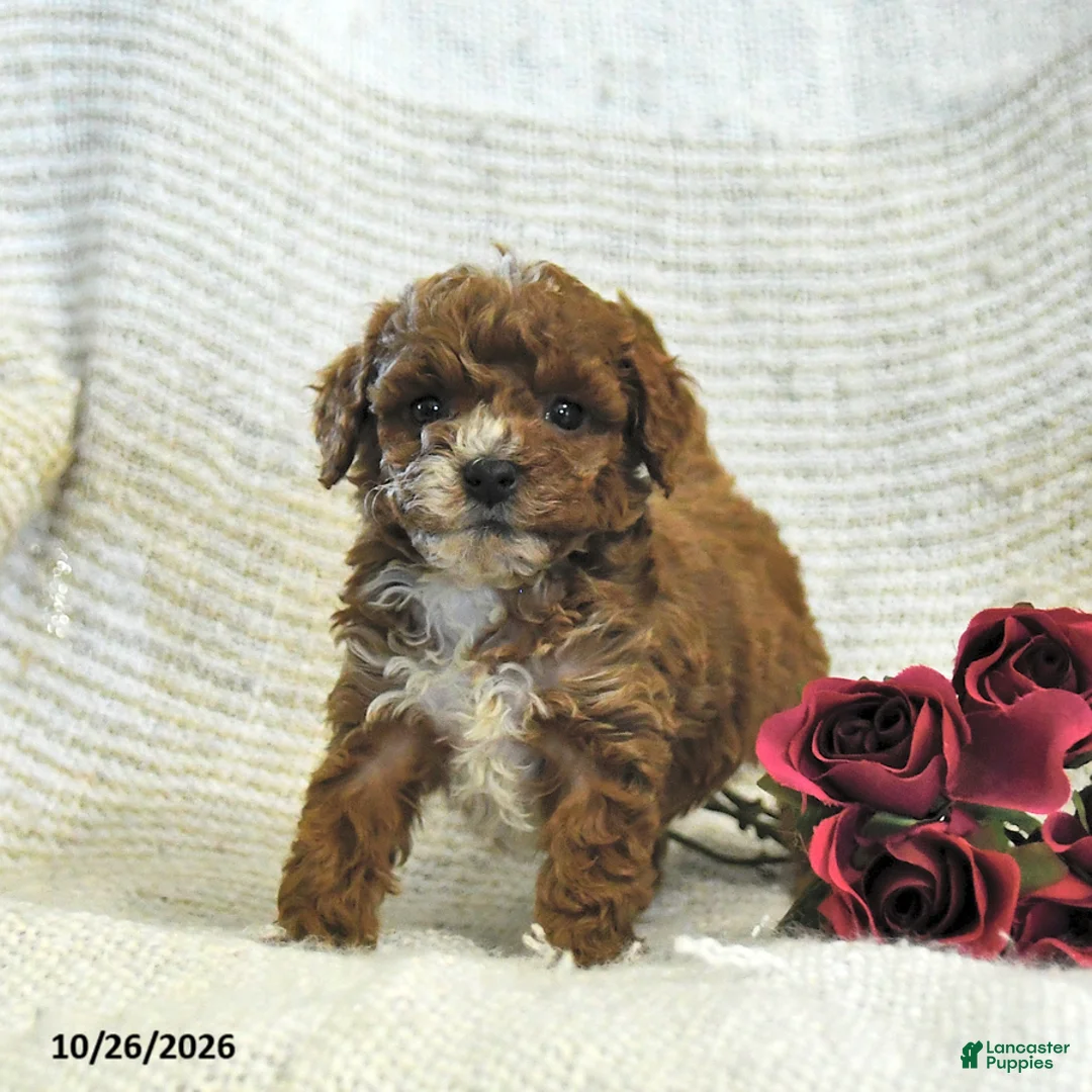 Cockapoo dogs for sale: Candy - Ad 1