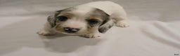 Miniature Dachshund dogs for sale: LMA's ChampionDoxie White Chocolate Chunk - Ad 11