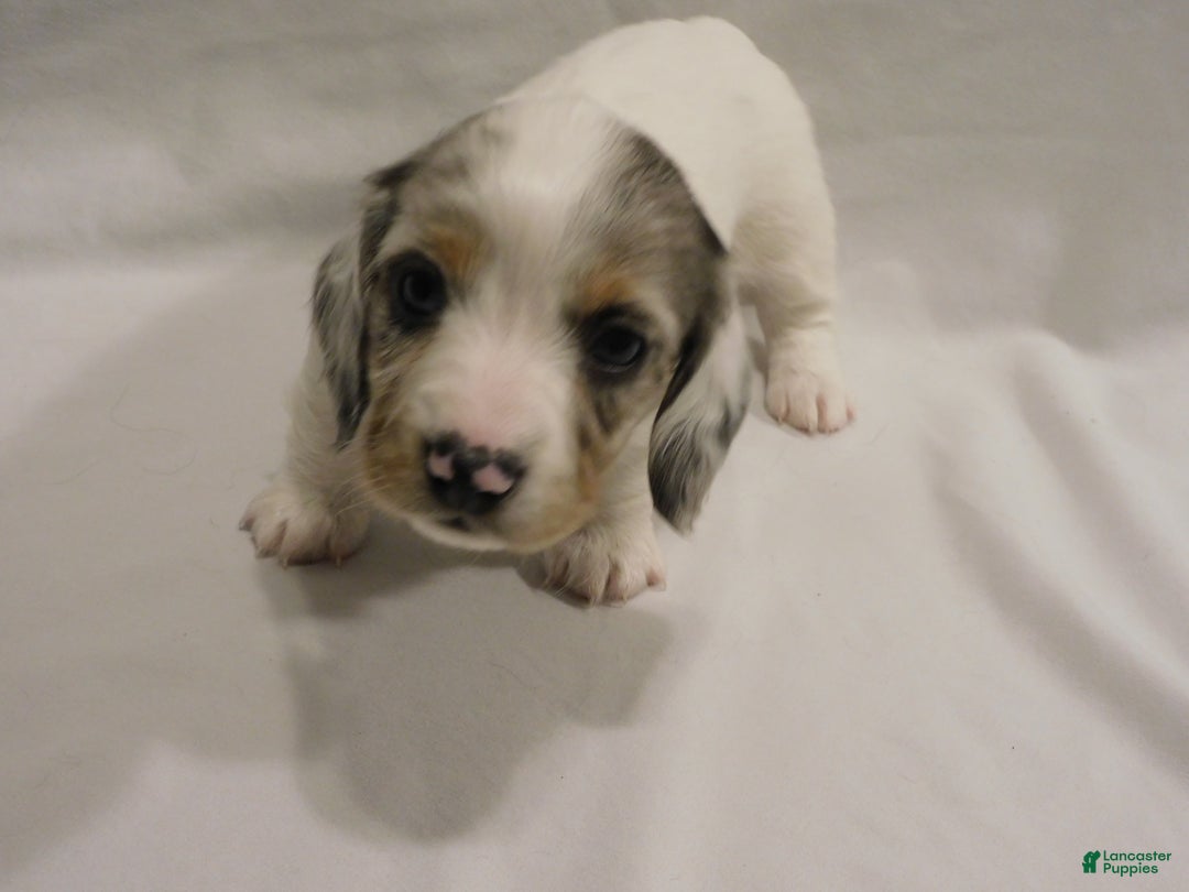 Miniature Dachshund dogs for sale: LMA's ChampionDoxie White Chocolate Chunk - Ad 11