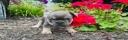 French Bulldog dogs for sale: Lacey - Ad 10