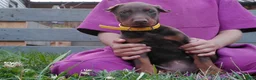 Doberman Pinscher dogs for sale: Doberman Pinscher 3 - Ad 1