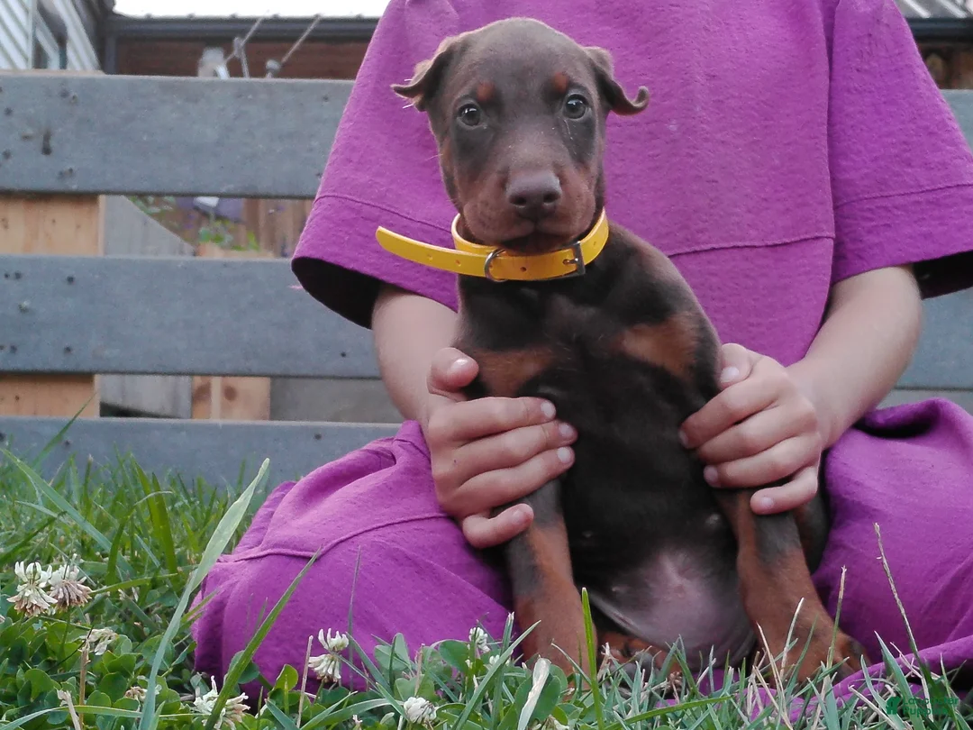 Doberman Pinscher dogs for sale: Doberman Pinscher 3 - Ad 1