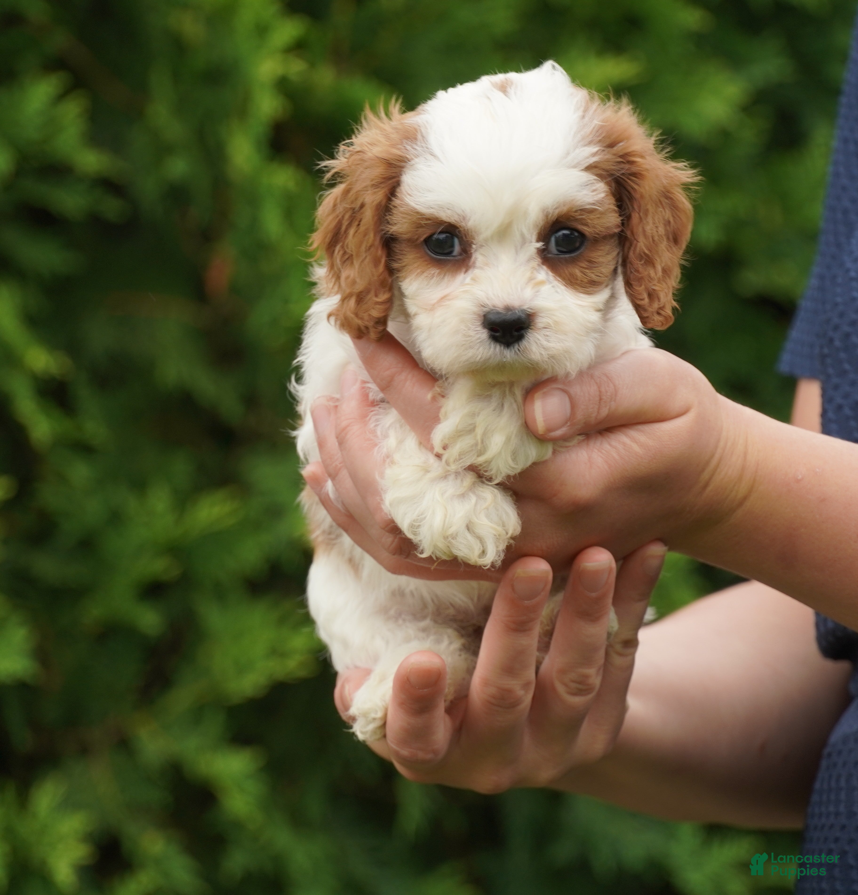 Cavachon dogs Bailey - Ad 2