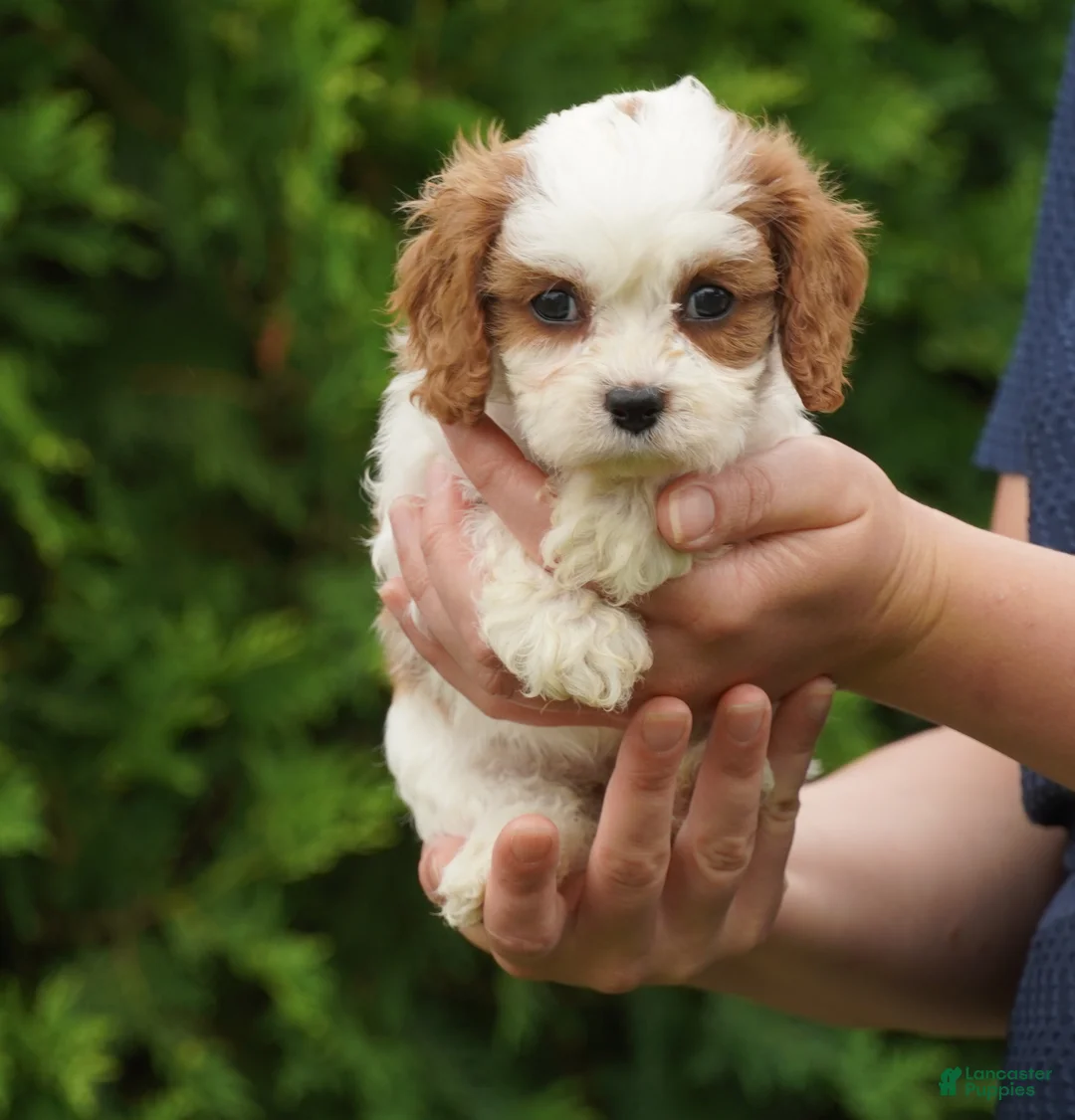 Cavachon dogs for sale: Bailey - Ad 2
