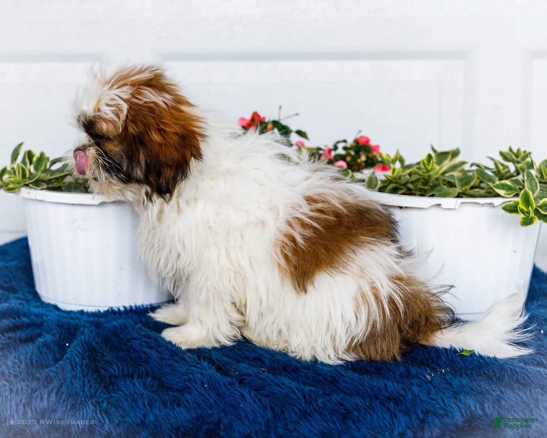 Shih Tzu dogs for sale: Jude - Ad 12