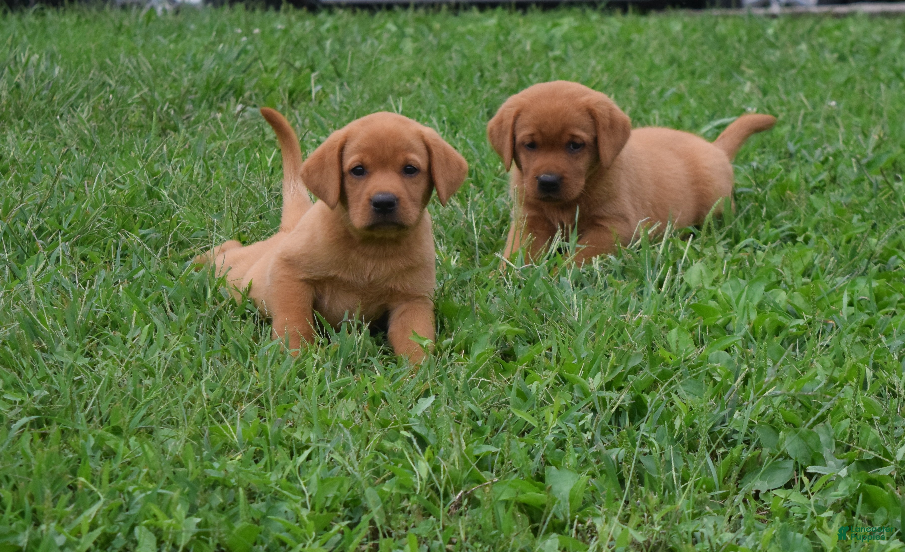 Labrador Retriever dogs for sale: Fawn - Ad 2