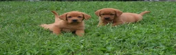 Labrador Retriever dogs for sale: Fawn - Ad 1