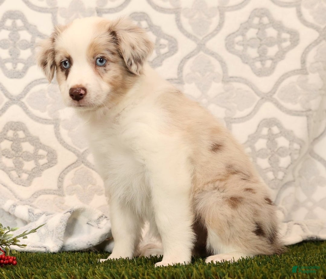 Miniature Australian Shepherd dogs for sale: Rose - Ad 5