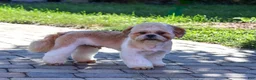 Shih Tzu dogs for sale: Fox - Ad 4