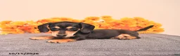 Miniature Dachshund dogs for sale: Rigg - Ad 5