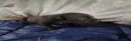 Xoloitzcuintle dogs for sale: Batman and Luke cage (two male coated pups separate litter) - Ad 26