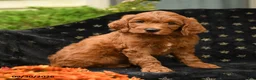 Mini Goldendoodle dogs for sale: Doc - Ad 3