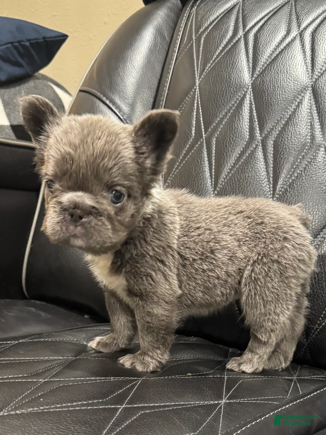 French Bulldog dogs for sale: FLUFFY BIG ROPE TOP GUN - Ad 2