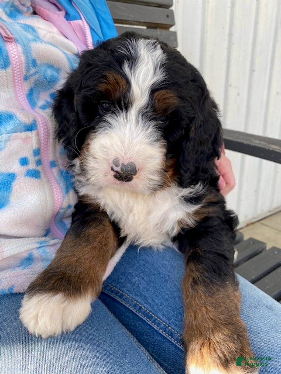 Bernedoodle dogs for sale: Bear - Ad 5