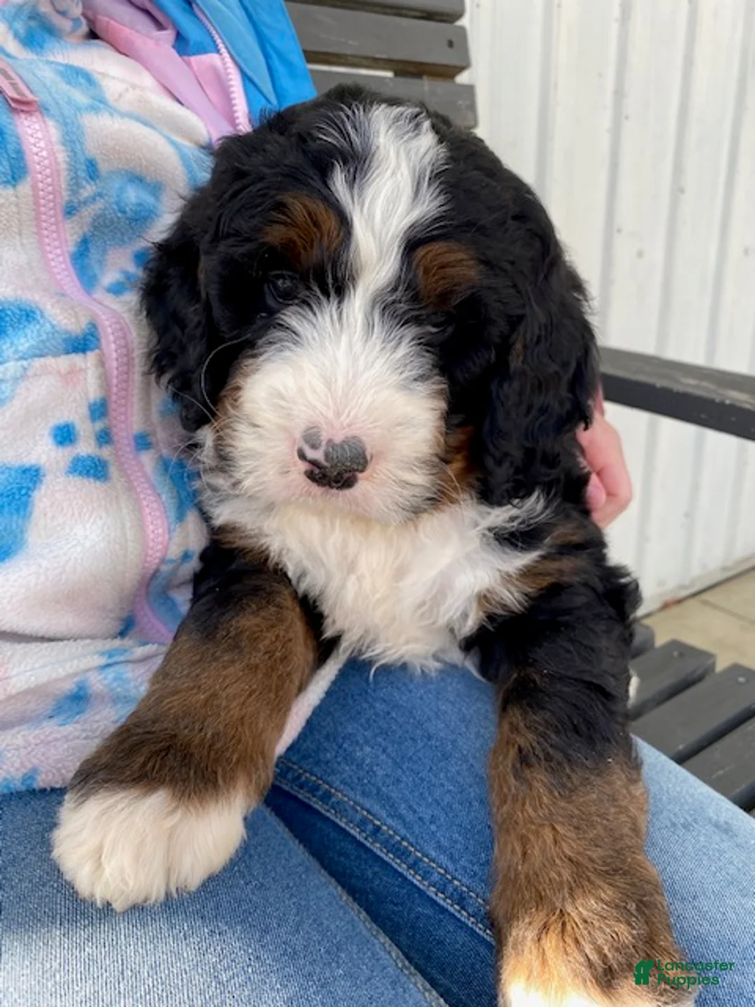 Bernedoodle dogs for sale: Bear - Ad 3