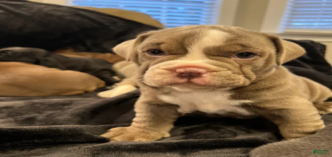 Gallery Image {{count}}