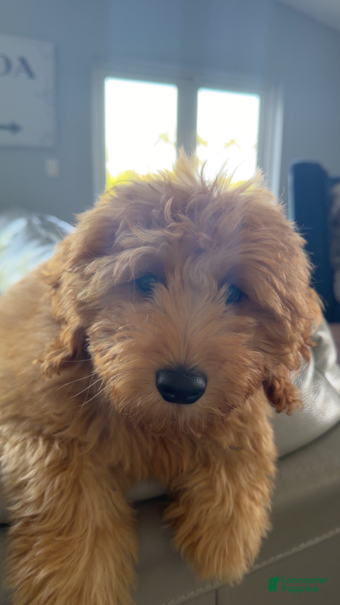 Mini Goldendoodle dogs Mini Goldendoodle Girl - Ad 2