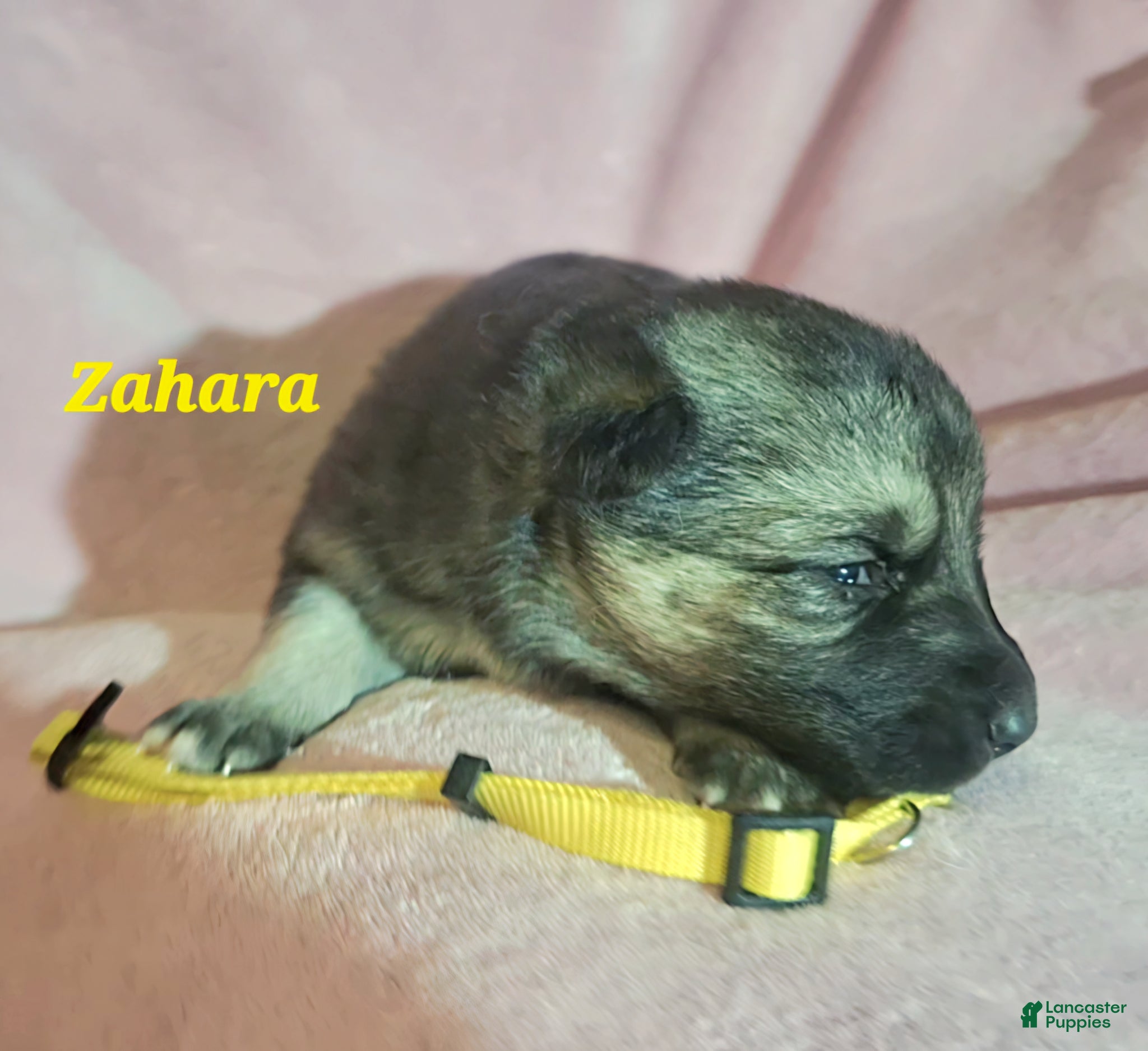 German Shepherd dogs Zahara - Ad 2