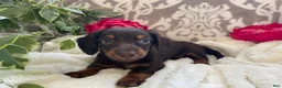 Miniature Dachshund dogs for sale: Conner - Ad 11
